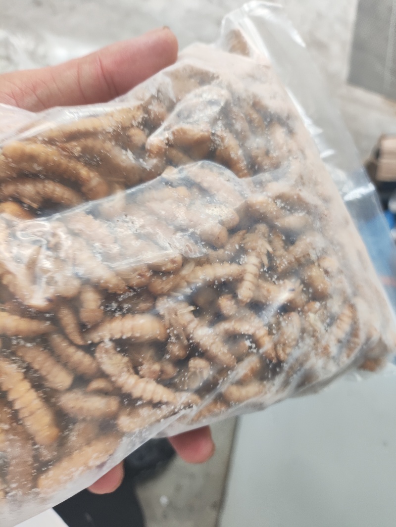 新鲜大麦虫蛹2024新鲜货2024保证质量保证新鲜