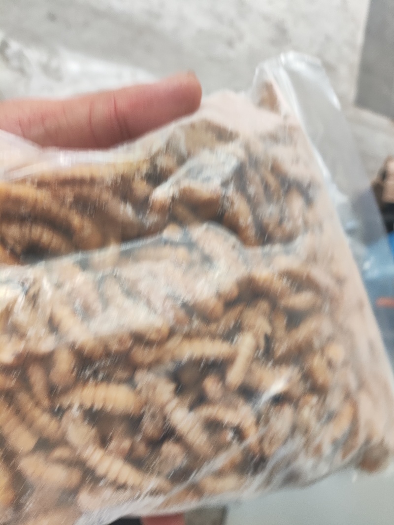 新鲜大麦虫蛹2024新鲜货2024保证质量保证新鲜