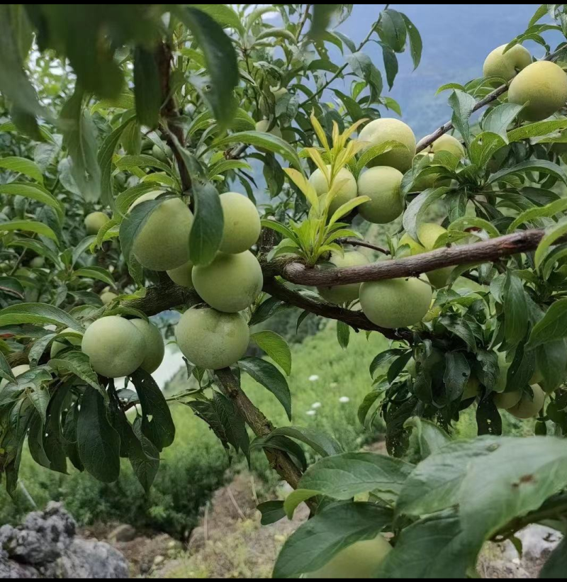 高山青脆李脆红李半边红等品种多口感颜色皮毛都好