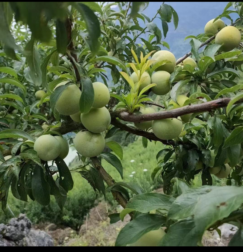 高山青脆李脆红李半边红等品种多口感颜色皮毛都好