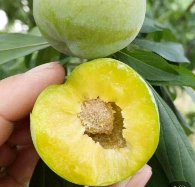 高山青脆李脆红李半边红等品种多口感颜色皮毛都好