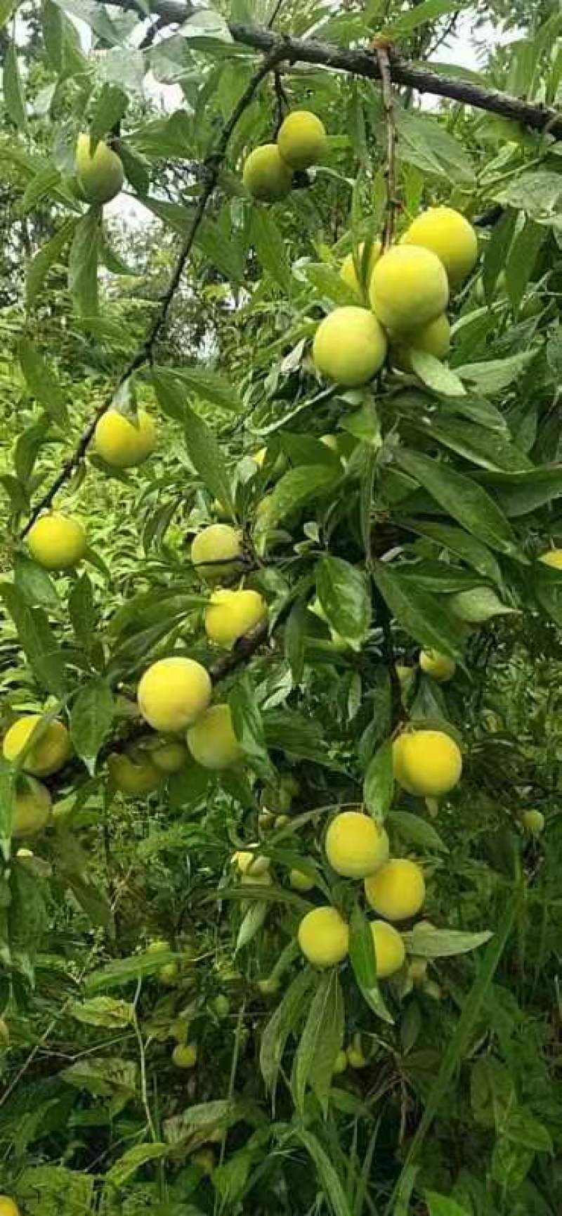 高山青脆李脆红李半边红等品种多口感颜色皮毛都好