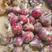 洋葱红皮洋葱紫皮洋葱大量上市分拣各种规格