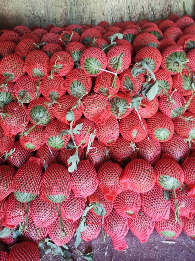 青州市东夏镇2k西瓜，大量上市了，质量很好，价格实惠，欢