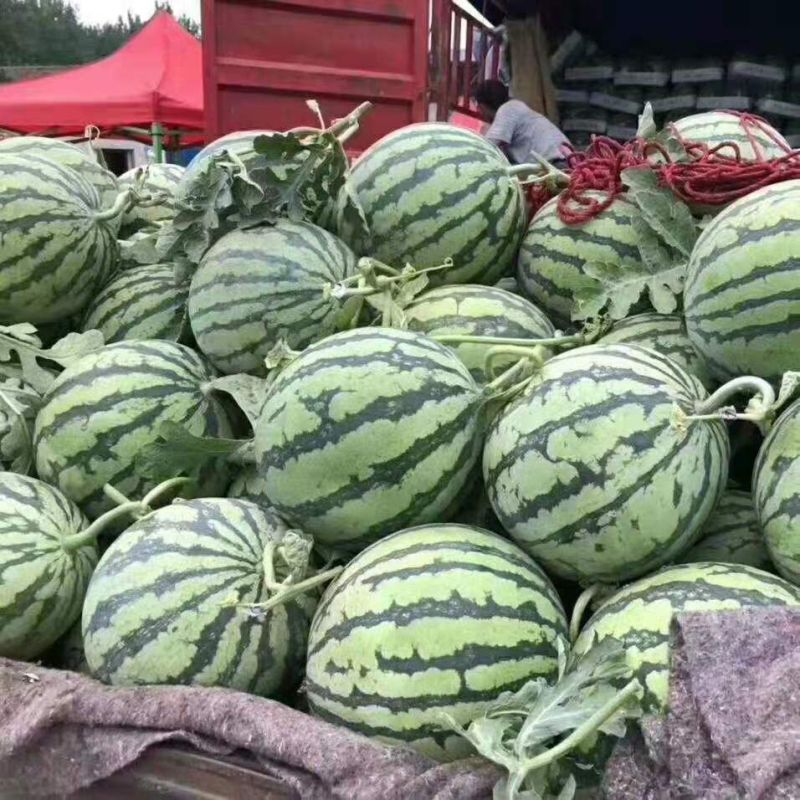 美都西瓜大量供应商超电商市场产地直发一手货源欢迎老板联系