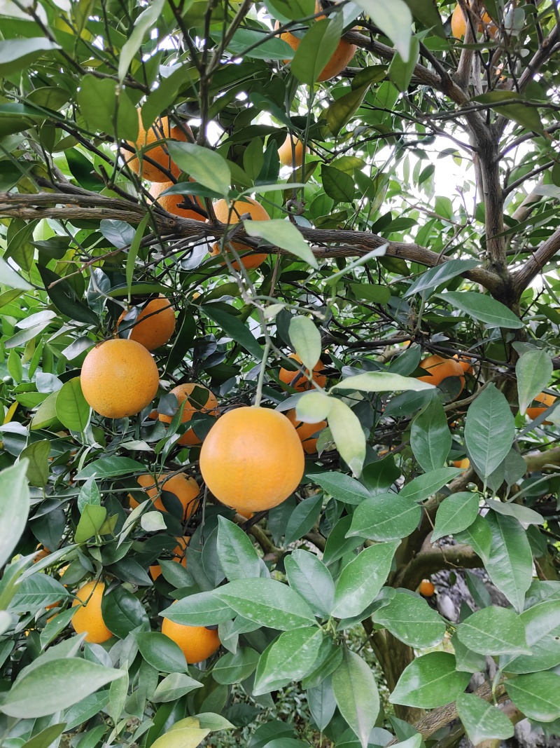 湖南夏橙，产地一手货源直发，质量保证量大价优，视频看货