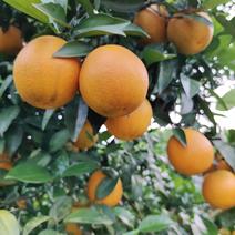 湖南夏橙，产地一手货源直发，质量保证量大价优，视频
