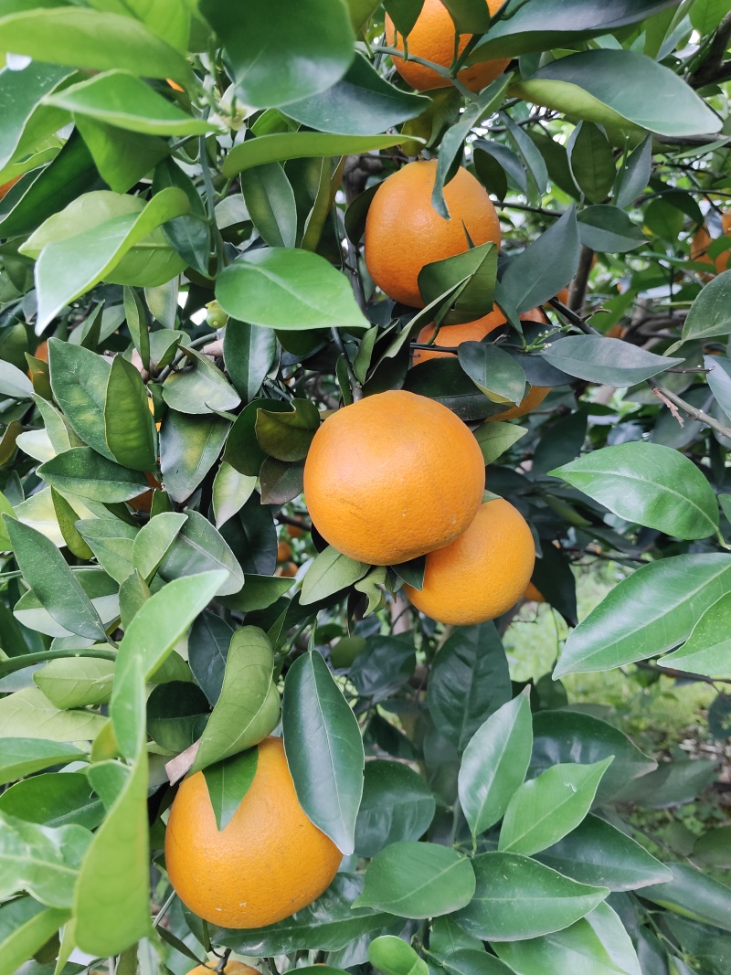 湖南夏橙，产地一手货源直发，质量保证量大价优，视频看货