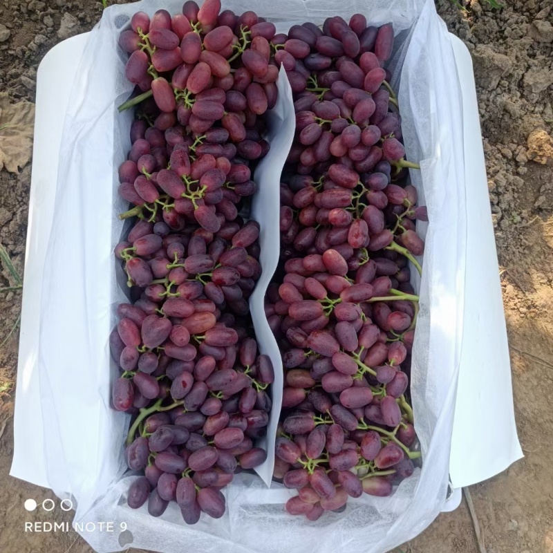 巨盛一号克伦生葡萄大量供应提供冷库