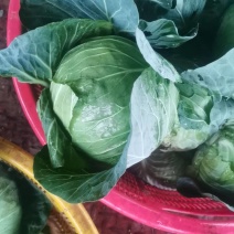 精品甘蓝货源充足，欢迎咨询