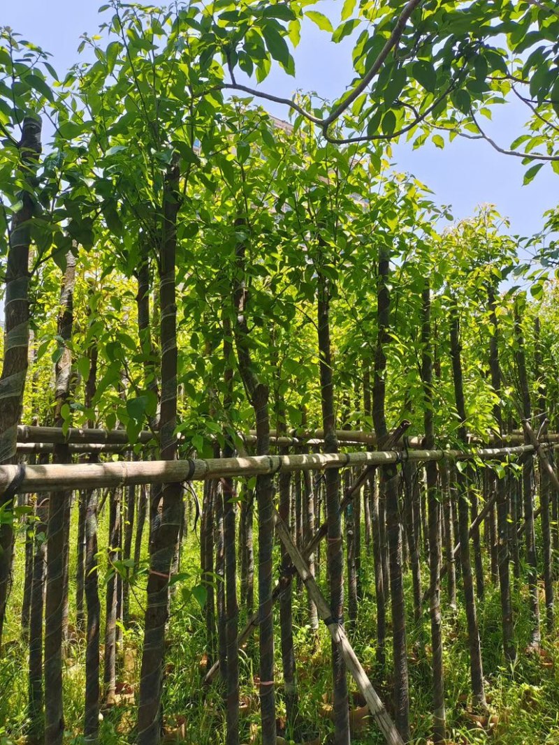 截杆香樟4～15公分基地直销规格齐全欢迎老板来电咨询