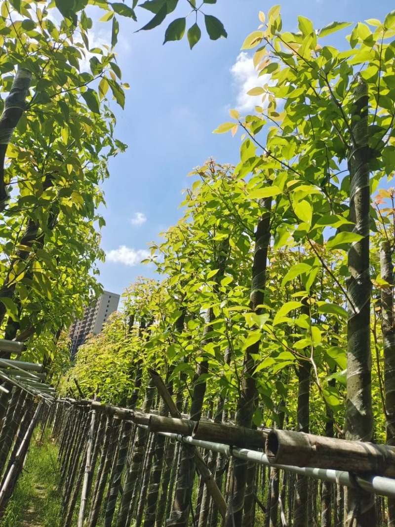 截杆香樟4～15公分基地直销规格齐全欢迎老板来电咨询