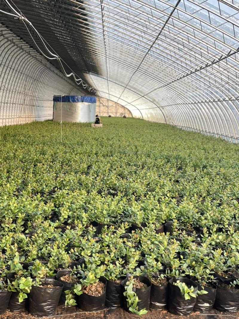 基地直供各品种优质基质蓝莓苗