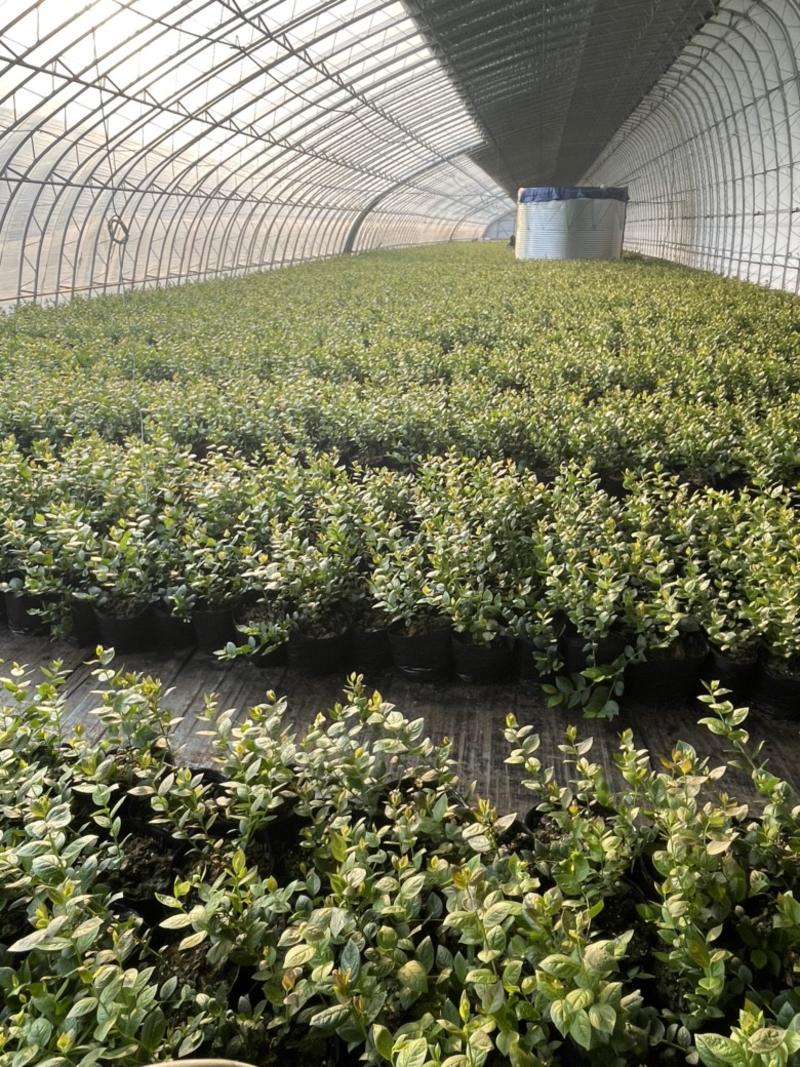 基地直供各品种优质基质蓝莓苗
