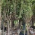 日本樱花树3～5公分基地直销规格齐全欢迎老板来电咨询