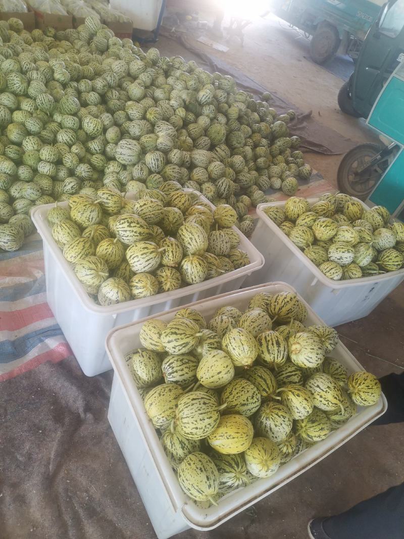 山东精品甜瓜花美人甜瓜/货源充足/产地直发/欢迎联系
