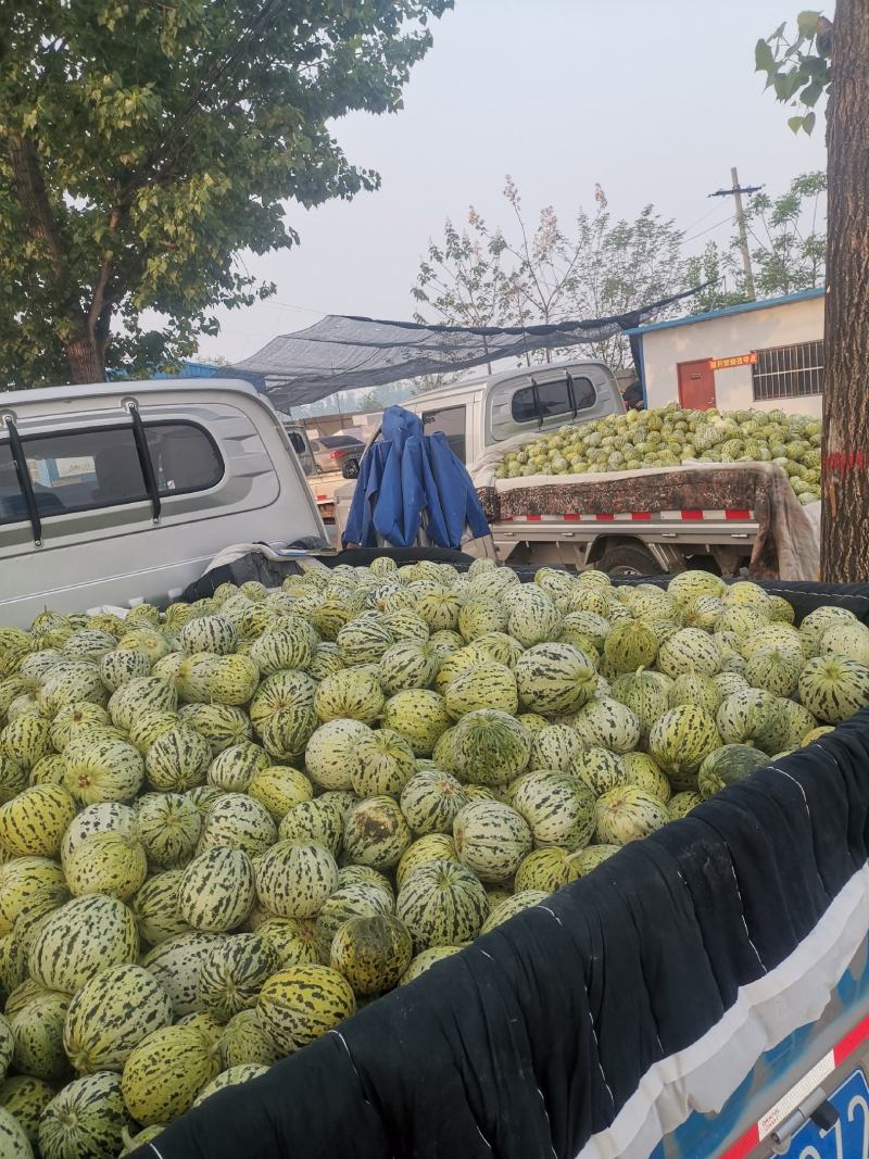 山东精品甜瓜花美人甜瓜/货源充足/产地直发/欢迎联系