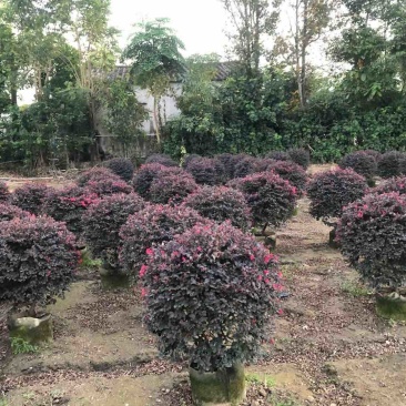 红花继木球70至150高基地直销规格齐全欢迎老板来电