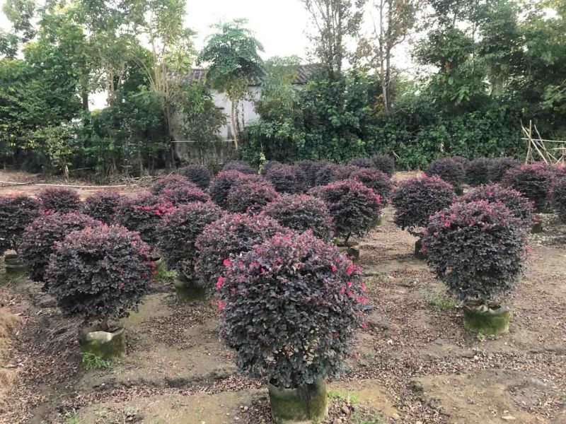 红花继木球70至150高基地直销规格齐全欢迎老板来电
