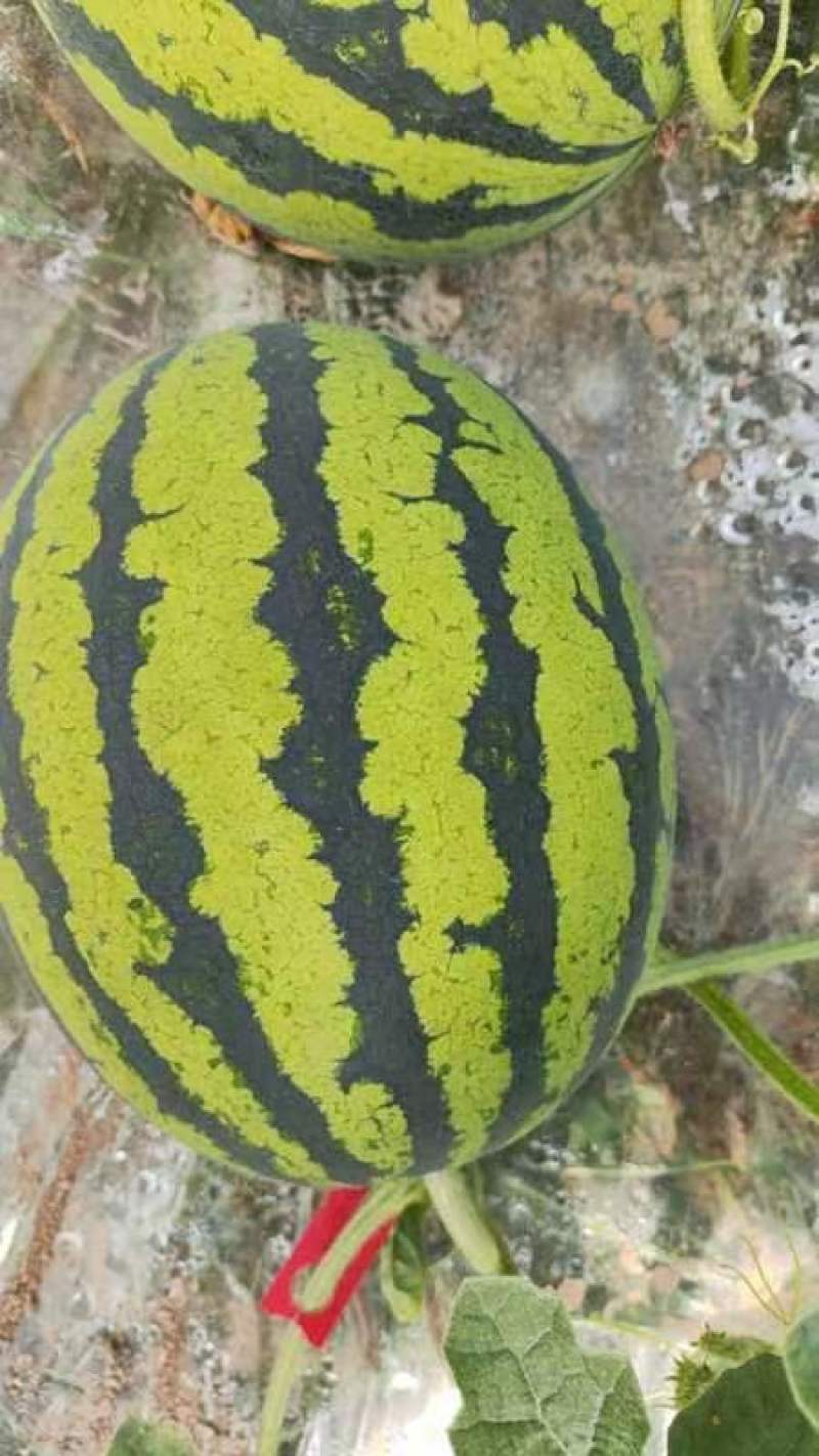 江苏盐城大丰万亩大棚西瓜种植基地甘美4K