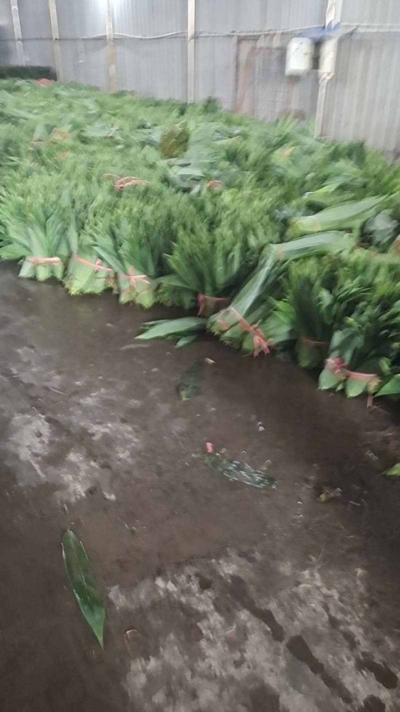 麻竹叶粽叶量大价优2025端午前每天现货供应