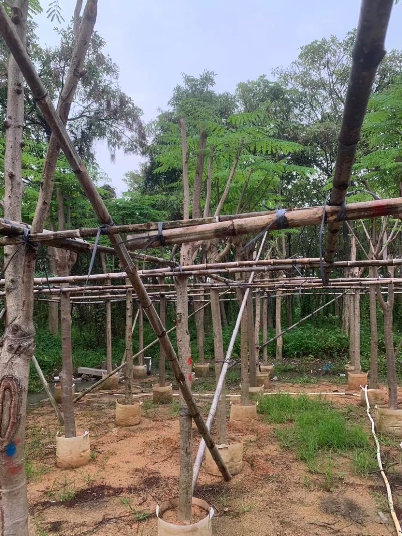 凤凰树/红花楹5～15公分基地直销规格齐全欢迎来电