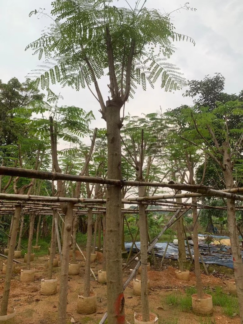 凤凰树/红花楹5～15公分基地直销规格齐全欢迎来电