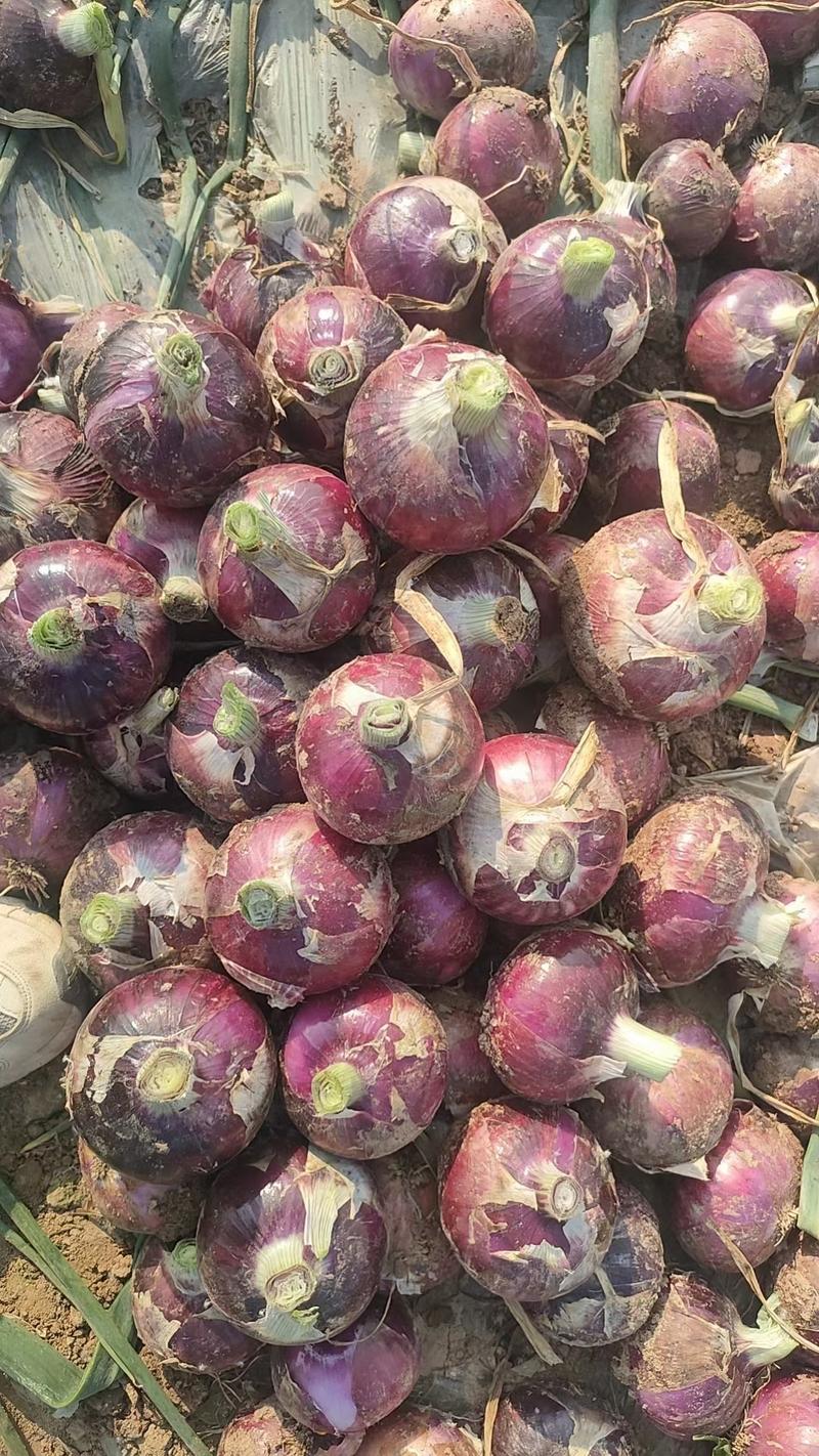 【精品】紫皮洋葱大量有货供应全国质量保证