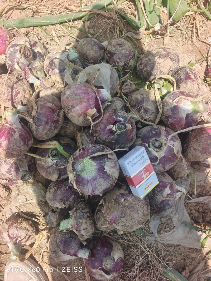 【精品】紫皮洋葱大量有货供应全国质量保证