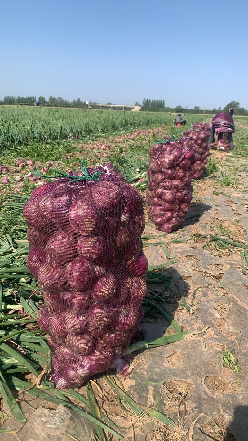 河南紫皮洋葱大量供应基地直采可发全国可视频看货