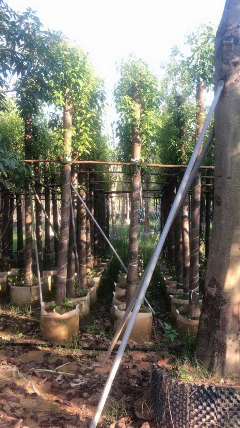杀头香樟10～15公分基地直销规格齐全欢迎老板来电