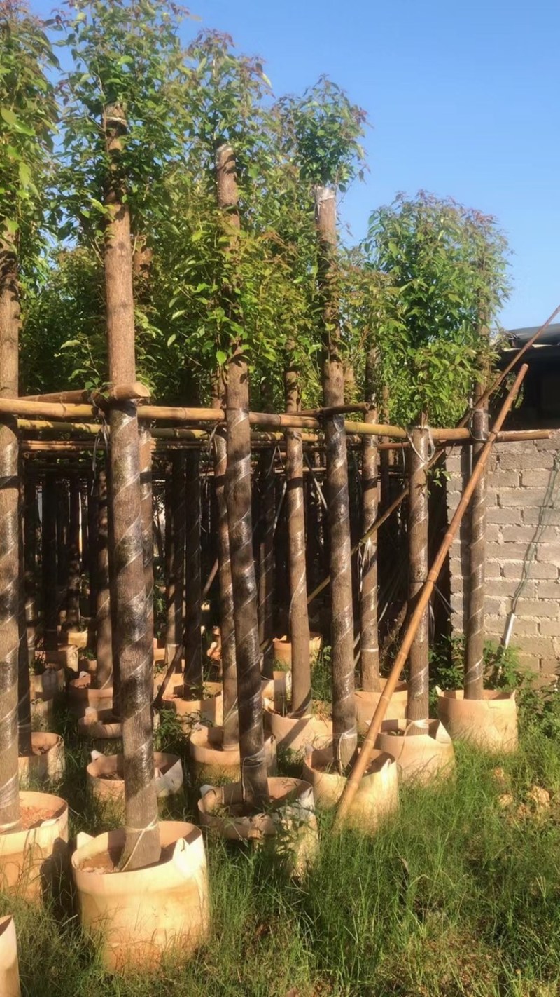 杀头香樟10～15公分基地直销规格齐全欢迎老板来电