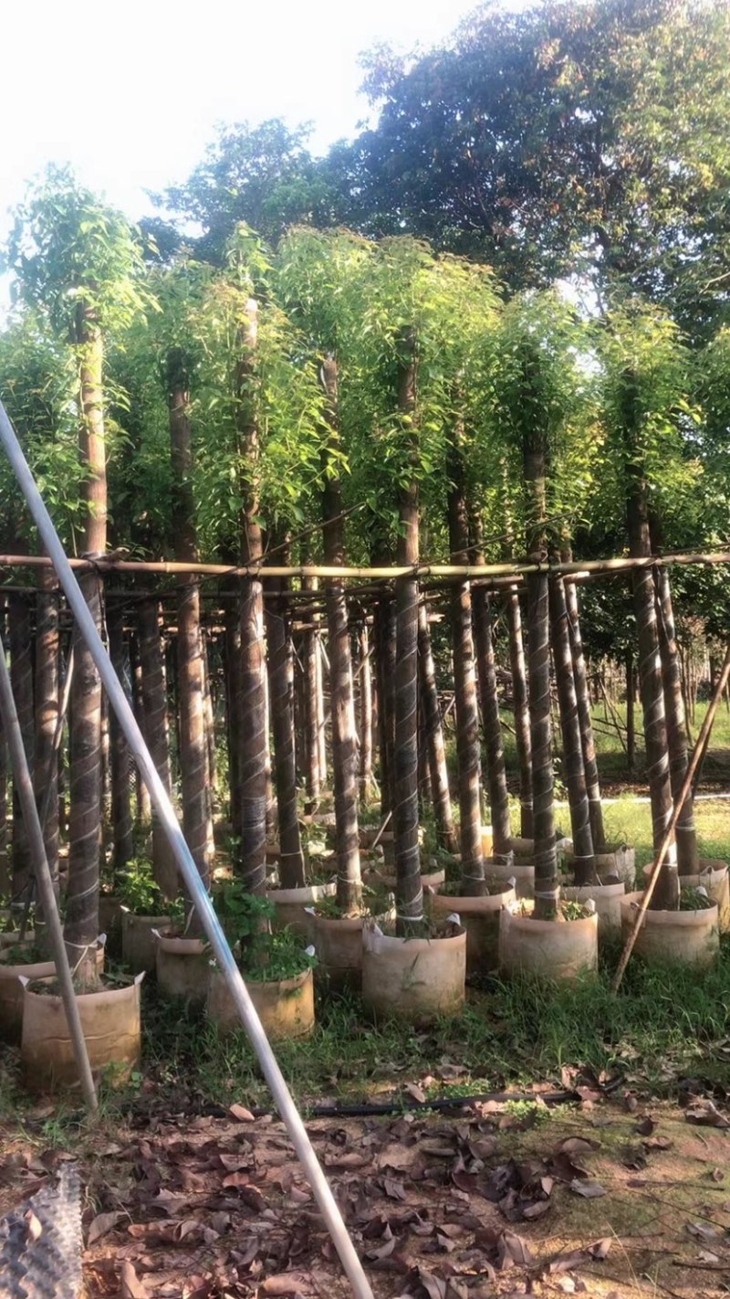 杀头香樟10～15公分基地直销规格齐全欢迎老板来电