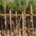杀头香樟10～15公分基地直销规格齐全欢迎老板来电