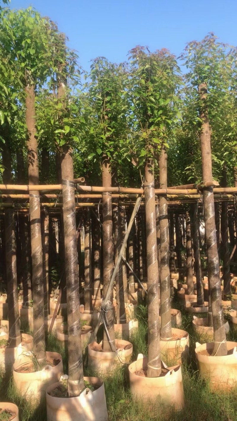 杀头香樟10～15公分基地直销规格齐全欢迎老板来电