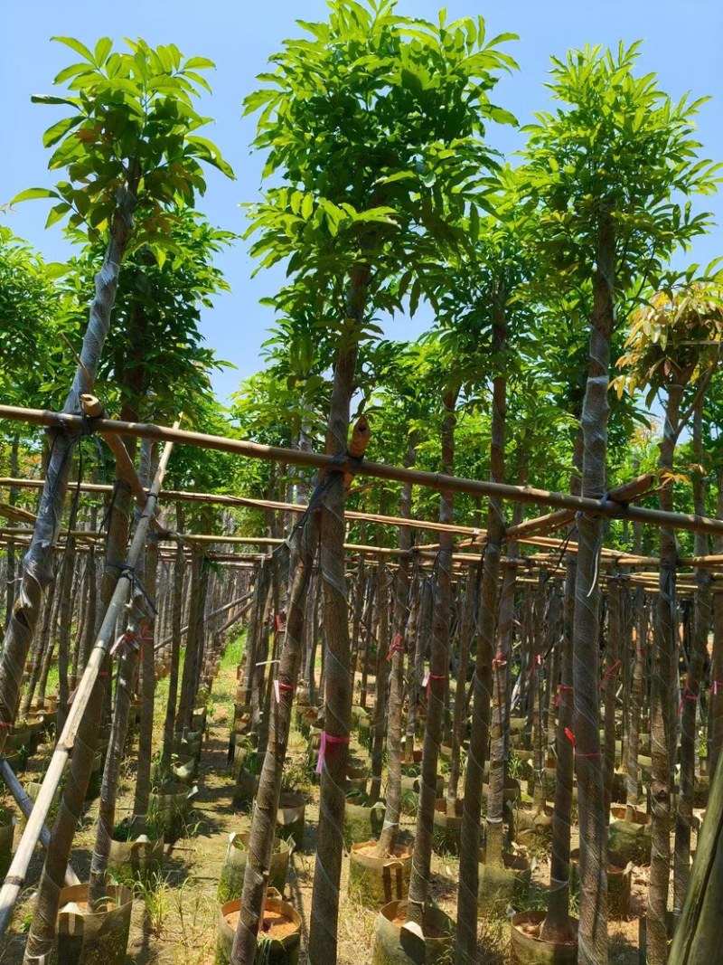 海南红豆树5～10公分基地直销规格齐全欢迎老板来电