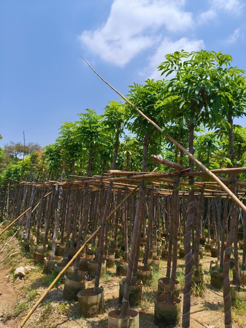 海南红豆树5～10公分基地直销规格齐全欢迎老板来电