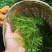 张家界莓茶（藤茶）