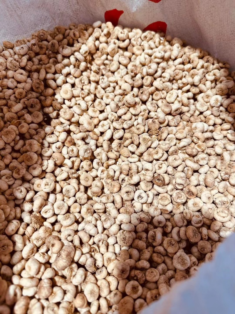 长白山贝母无硫磺一斤起批支持拿样品
