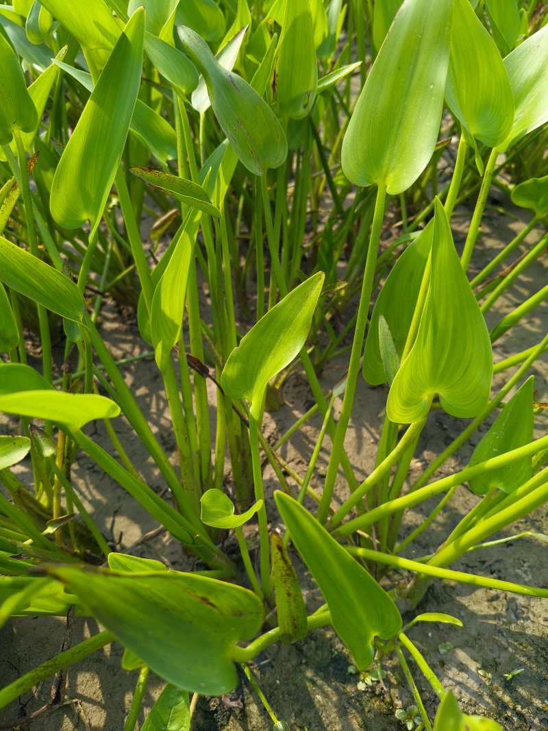 水生植物梭鱼草，品质保证，价格优惠，欢迎订购。