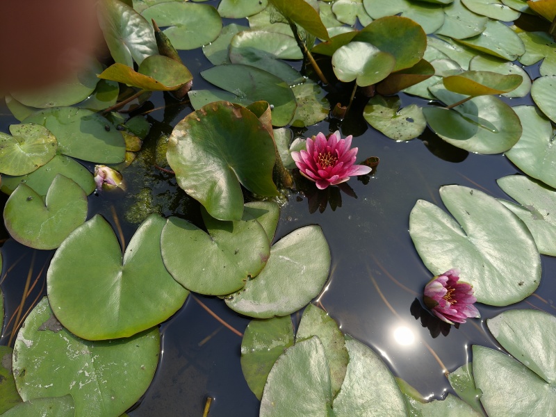 水生植物红花睡莲，数量充足，品质保证，价格优惠，欢迎订购