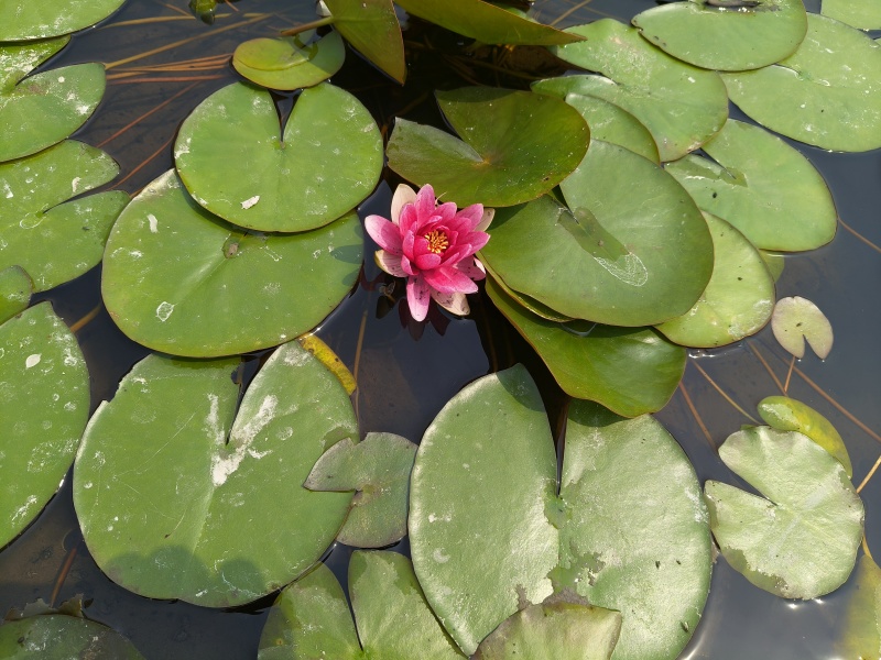 水生植物红花睡莲，数量充足，品质保证，价格优惠，欢迎订购