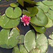 水生植物红花睡莲，数量充足，品质保证，价格优惠，欢迎订购