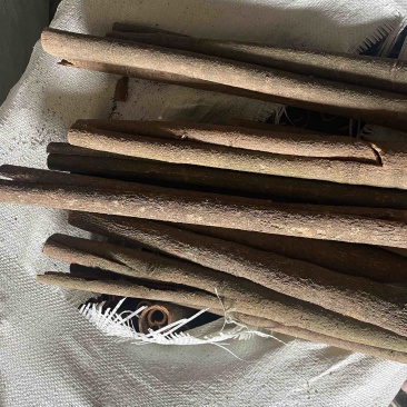 广东无白斑桂通