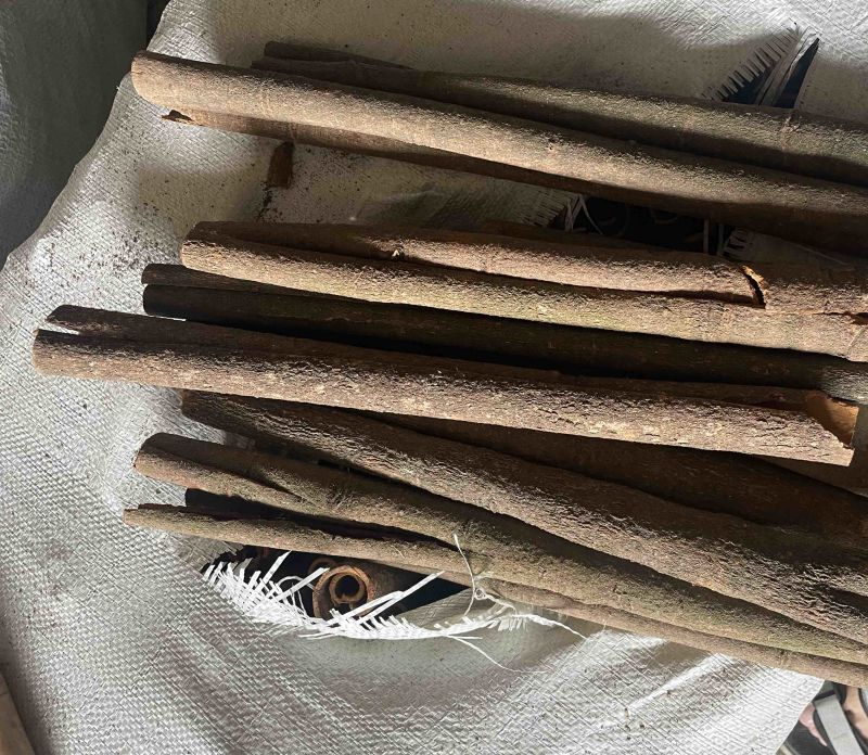 广东无白斑桂通