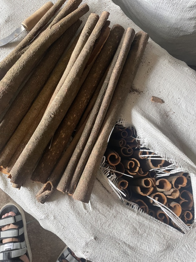 广东无白斑桂通