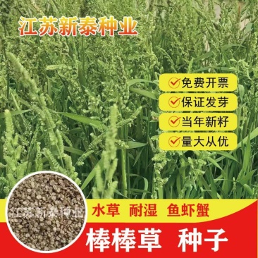 棒棒草种子小龙虾养殖水稗籽苦梗草菵草冬季秋季懒人棒棒草籽虾塘