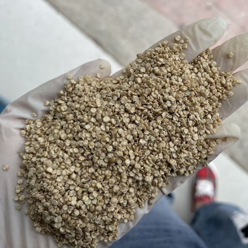 棒棒草种子小龙虾养殖水稗籽苦梗草菵草冬季秋季懒人棒棒草籽虾塘