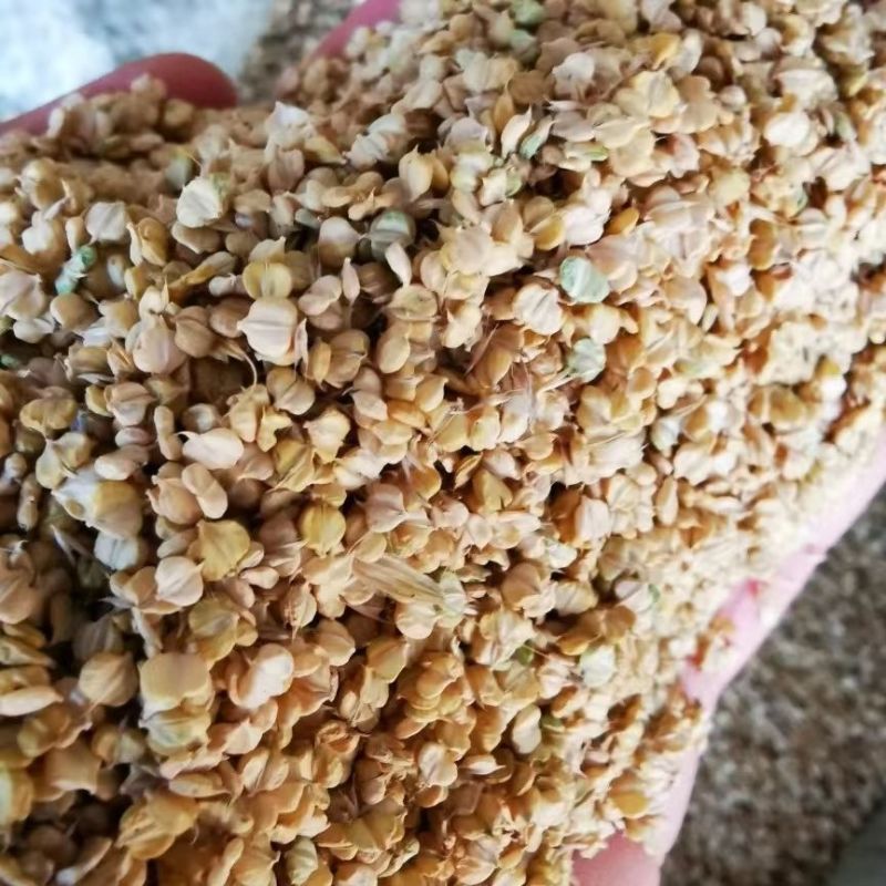 棒棒草种子小龙虾养殖水稗籽苦梗草菵草冬季秋季懒人棒棒草籽虾塘