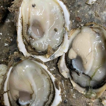 全壳蚝头